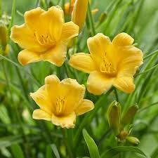 5 Stella D'Oro Daylily Plants - Bare Root Perennial | Mini Border Lily | Cold Hardy Yellow Blooms for Easy Landscaping