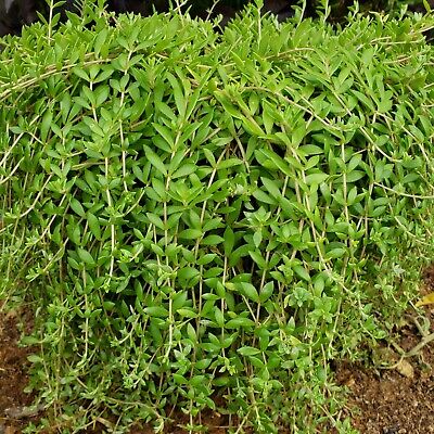 Gold Moss Sedum Cuttings - 20 Live Cuttings, Sedum sarmentosum, Perennial Ground Cover