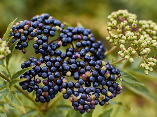 American Elderberry Cuttings - 10 Pack - Sambucus canadensis - Organic Appalachian Grown - Pollinator Magnet - Fast Growing Shrub