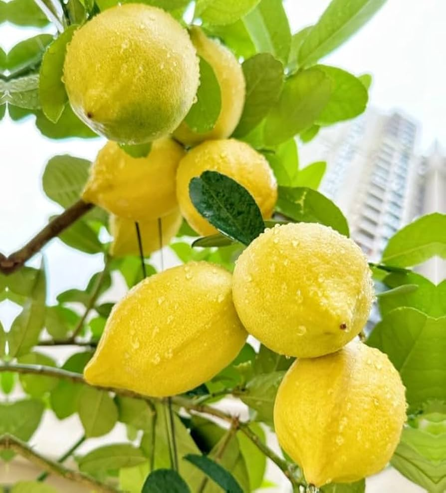 30 Perfume Lemon Seeds - Grow Your Own Citrus Bonsai - Fragrant Lemon Tree - Delicious Juicy Fruit - Easy to Grow Indoors & Outdoors