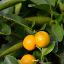 Calamansi Tree Cuttings - 3 Live Cuttings for Rooting/Grafting, Citrus × microcarpa, USDA Zones 10-11