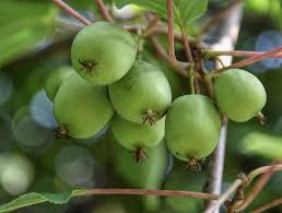 10 Hardy Kiwi Actinidia Arguta Geneva Organic Female Unrooted Cuttings – Non-GMO, Hardy Fruit Plant