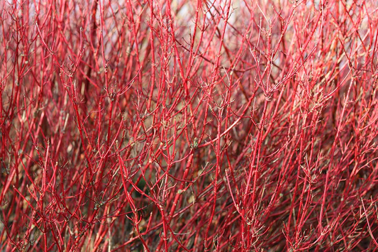 3 Red Twig Dogwood Shrubs - Cornus sericea | 12–18” Live Bare Root Plants | Colorful Winter Interest for Landscapes