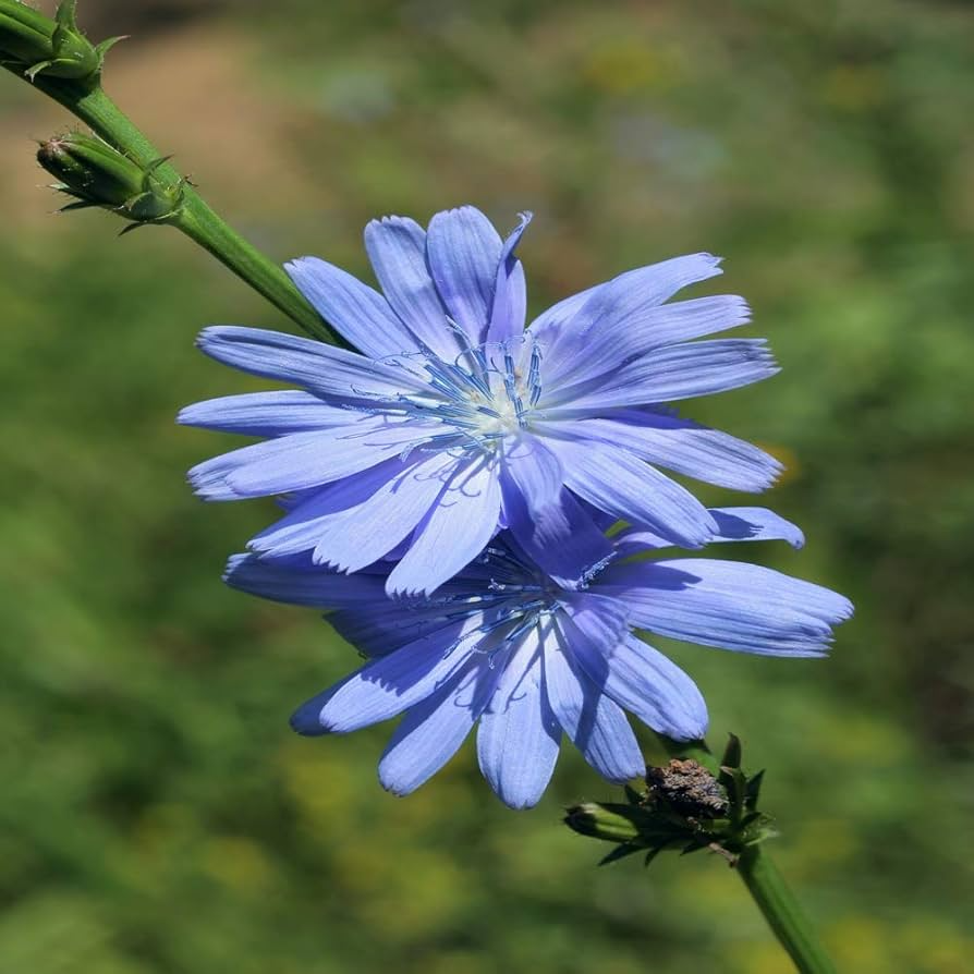 1,000 Chicory Wildflower Seeds | Cichorium intybus | Non-GMO Blue Flower Seeds for Pollinator Gardens & Meadows