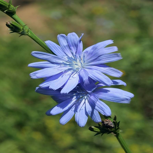 1,000 Chicory Wildflower Seeds | Cichorium intybus | Non-GMO Blue Flower Seeds for Pollinator Gardens & Meadows