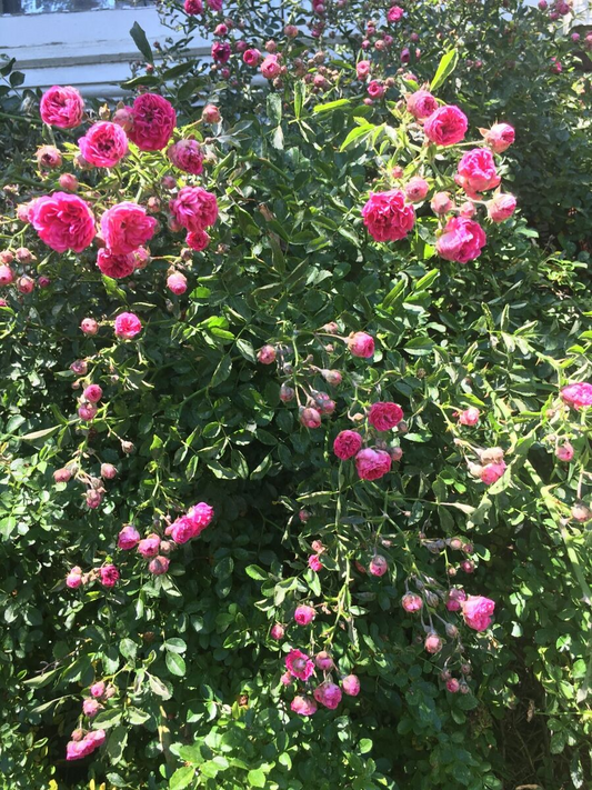 8 Unrooted Cuttings Southern Climbing Rose Heirloom Pink Blooms Fast Growing