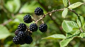 Florida Blackberry Cuttings, 7 Live Rooted Clippings, Thorny Bramble, Fruit Bearing, USDA Zones 8-10