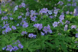 3 Cranesbill Wild Geranium Plants - Bare Root Geranium Maculatum | Organic Perennial Wildflower for Shade & Woodland Gardens