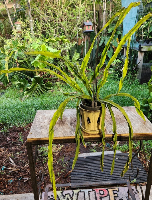 Hurricane Cactus Cutting - 6" Lepismium Spiralis, Rare Spiral Succulent, Rooting Hormone Dipped, Easy-Care Epiphyte, Unique Collector's Plant