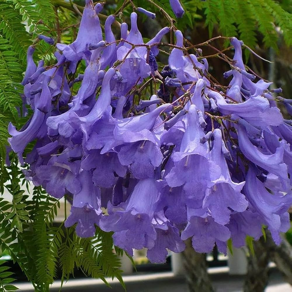 50 Blue Jacaranda Tree Seeds | Jacaranda mimosifolia | Fast-Growing Ornamental Tree with Purple Flowers | Non-GMO Tropical Seeds