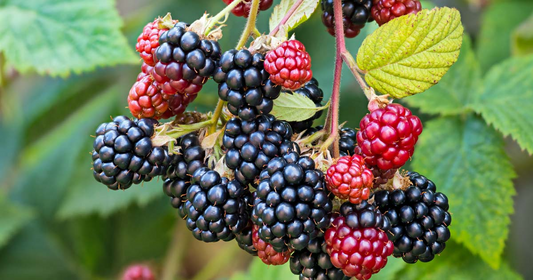 10 Organic Unrooted Thornless Blackberry Cuttings 5"-8" - Rubus fruticosus, Easy to Grow, Sweet Berries Plant, Home Garden, Fruit Cutting