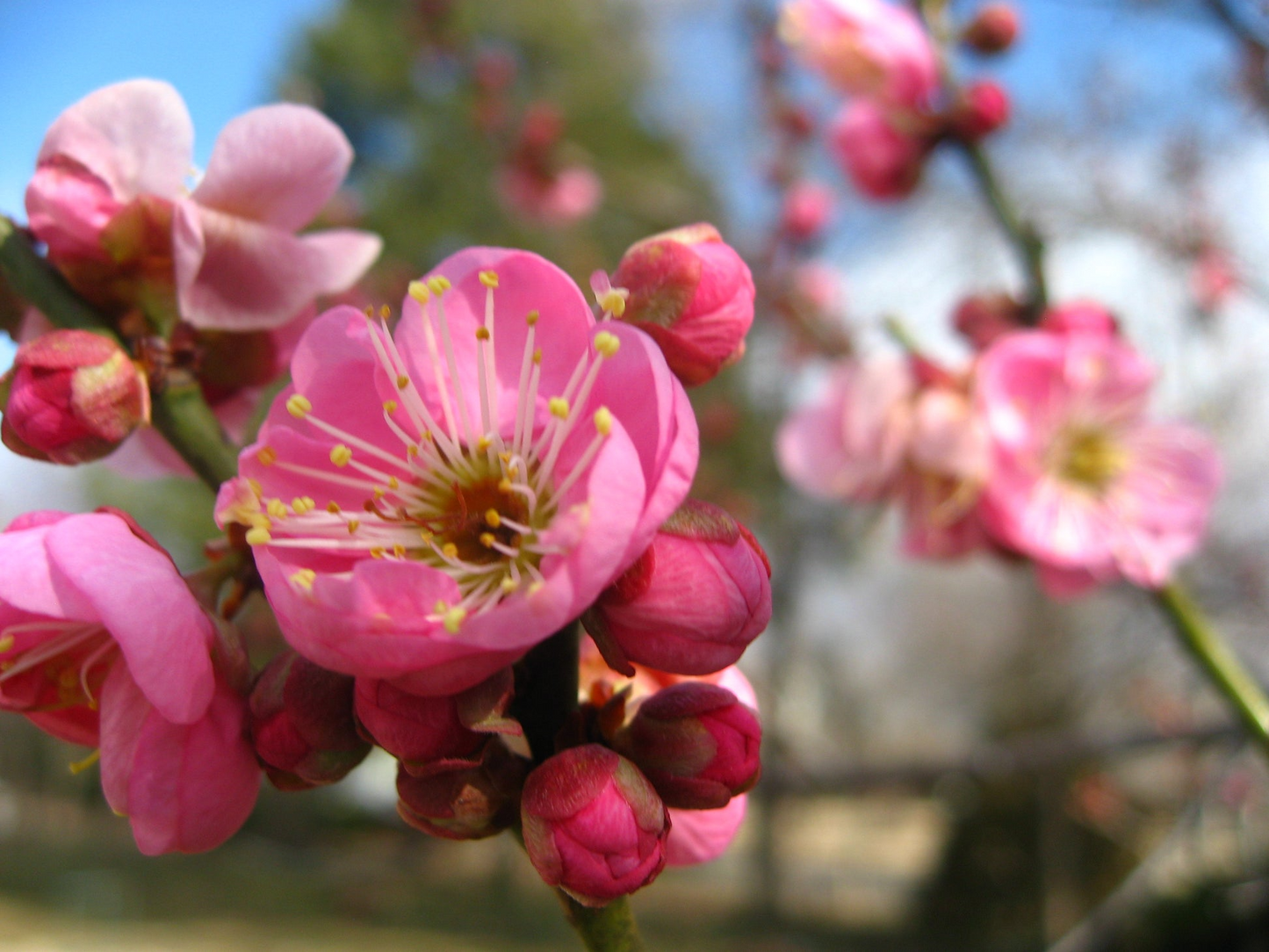 Pink Japanese Flowering Apricot, Prunus mume 'Rosebud', Bonsai Starter Plant, Fragrant Semi-Double Blooms, 2.2" Pot