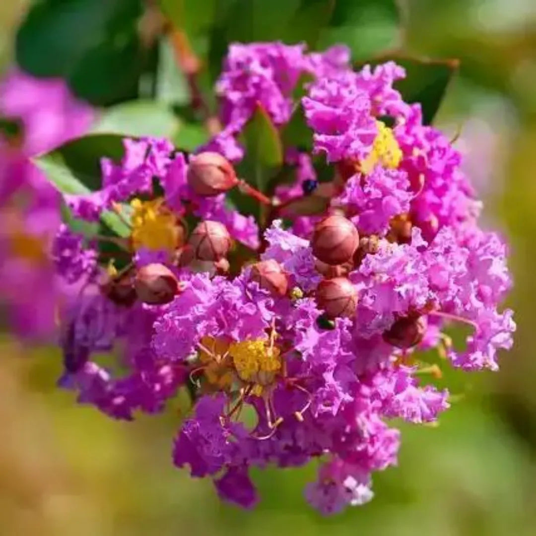 8 Purple Crape Myrtle Unrooted Cuttings 6-8"- Fresh & Ready to Root - Lagerstroemia, Light Purple Blooms, Easy to Grow, Perfect for Garden