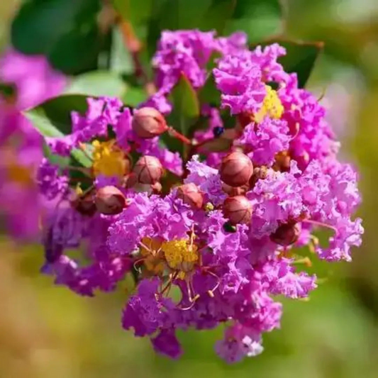 8 Purple Crape Myrtle Unrooted Cuttings 6-8"- Fresh & Ready to Root - Lagerstroemia, Light Purple Blooms, Easy to Grow, Perfect for Garden