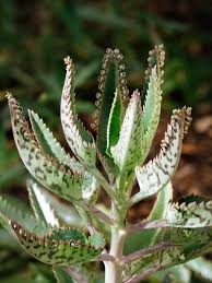 1 Mother of Thousands Plant (Kalanchoe) - Rooted Small Plant, Easy Care Succulent, Unique Indoor Plant, Fast-Growing, for Succulent Garden