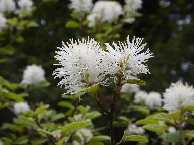 Dwarf Fothergilla 1 Live Shrub – Fothergilla gardenii – 2 Gallon Pot