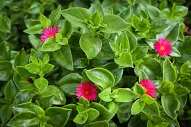 Aptenia Cordifolia Cuttings | 20 Red Apple Ice Plant | Baby Sun Rose | Succulent Groundcover | Drought Tolerant