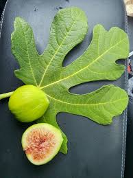 3 White Kadota Fig Cuttings 6" Unrooted – Ficus carica, Sweet Fig Tree, Grafting, Fruit Tree, Rare, Fig Tree Cutting for Propagation