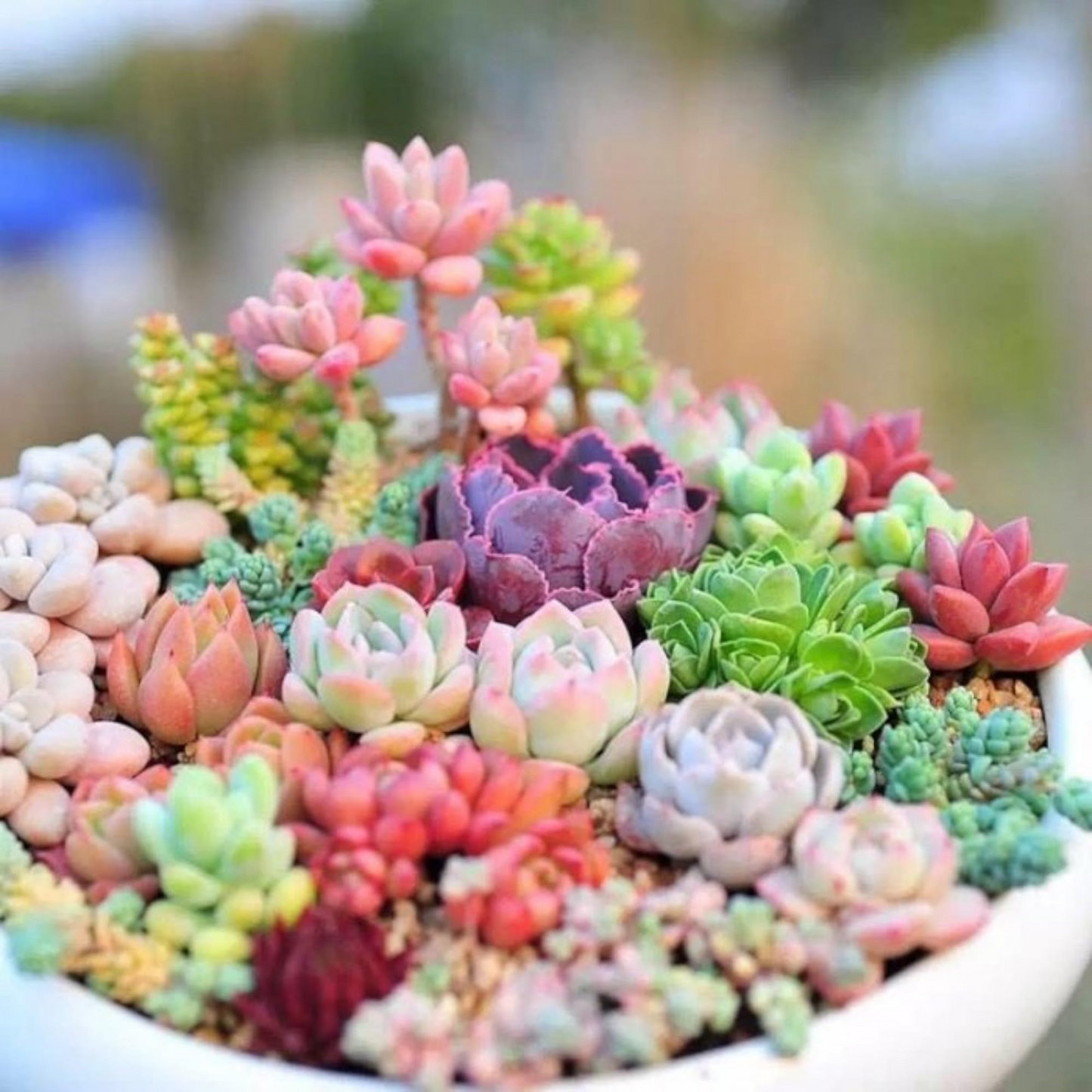 200 Rare Mixed Succulent Seeds - Colorful & Unique Echeveria, Sedum, Lithops Collection Easy to Grow Indoor Outdoor Non-GMO Heirloom Variety