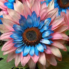 50 Twin-Blossom Blue Over Pink Sunflower Seeds - Rare Bicolor Blooms - Heirloom Pollinator Flower - Easy to Grow