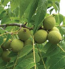 5 Black Walnut Seeds - Juglans Nigra | Hardy Perennial Nut Tree | Fast-Growing Shade Tree for Landscaping & Wildlife