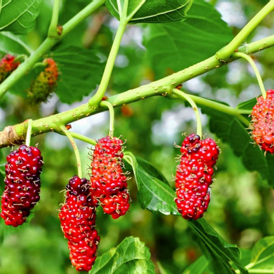 Texas Mulberry Tree Cuttings, Morus spp., 12 Unrooted Hardwood Stems, 7-10", Drought Tolerant, USDA Zones 6-9