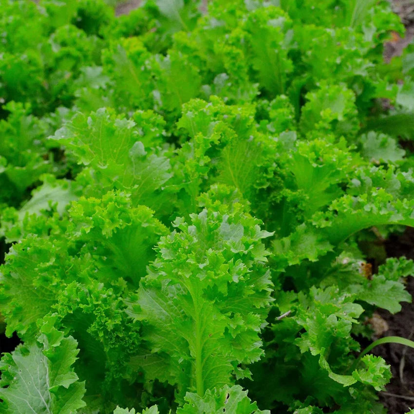 500 Seeds Mustard Southern Giant Curled for Planting (Brassica juncea) - Hearty, Curled Mustard Greens for Home Gardens, Fast-Growing