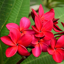 2 Plumeria Wildfire Red Cuttings - Rare Unrooted, 9-12 inches Tall, Fragrant Flowering Plant, Tropical, Frangipani, Live Plant Cuttings