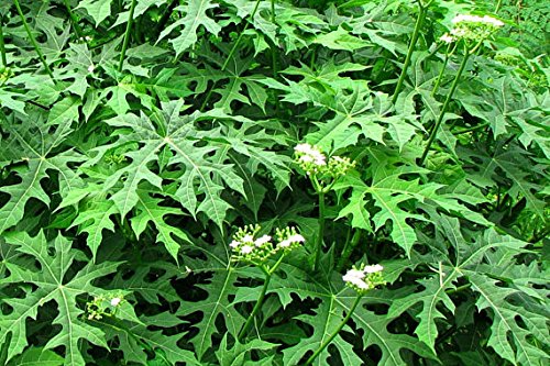 12 Chaya Cuttings Deep Lobed Unrooted 6-8” Long – Edible, Fast-Growing Organic Plant
