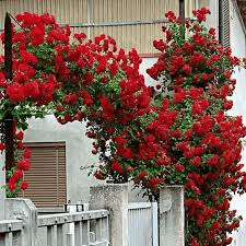 20 Red Climbing Rose Seeds - Fragrant Perennial Vine - Fast-Growing Flower for Trellis, Arbors & Fences - Easy to Grow