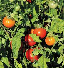 Alaska Grown Cherry Tomato Seeds - 25 Count - Indeterminate Variety - Cold Tolerant - Open Pollinated