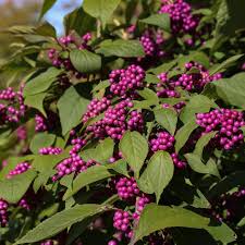 Beautyberry Bush Cuttings, Callicarpa americana, 7 Live Clippings, Purple Berries, USDA Zones 6-10, Wildlife Friendly