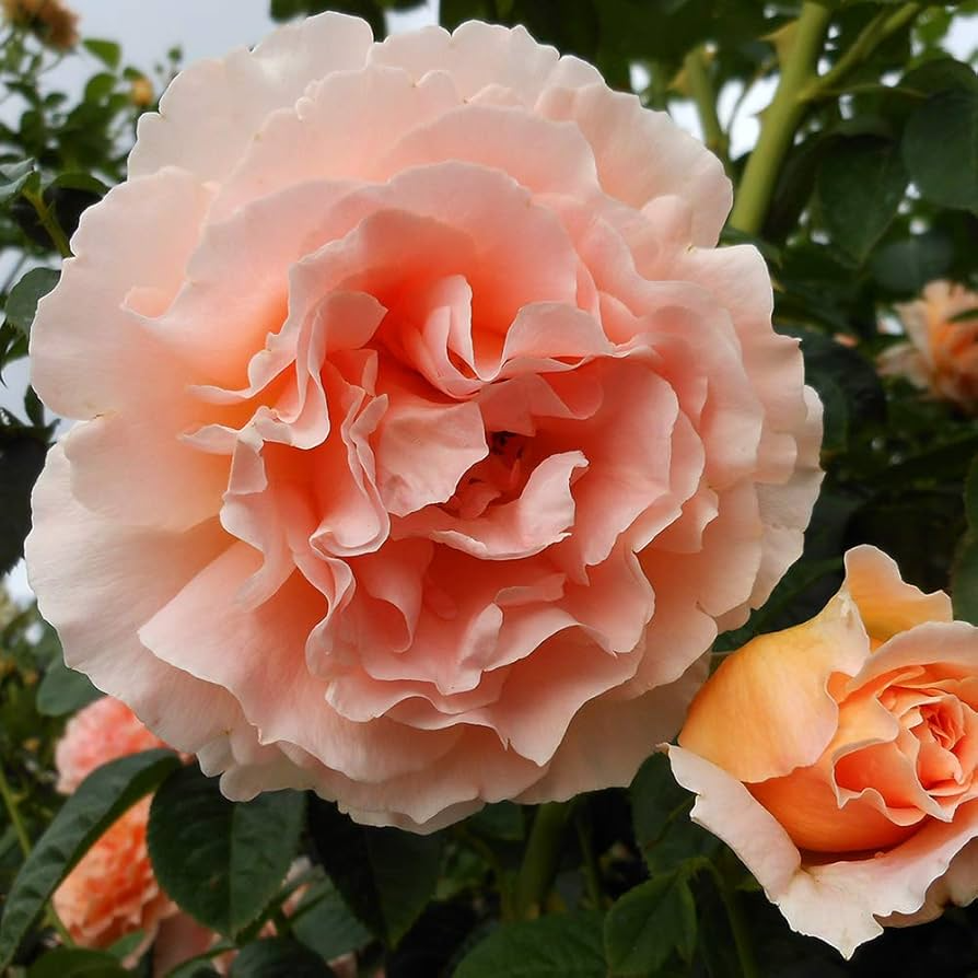 3 Polka Climbing Rose Apricot Unrooted Cuttings Live Fresh, Beautiful Blooming Rose Bush, Perfect for Trellis, Garden, Organic Rose Planting