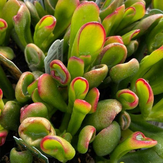 Hobbit Jade Live Plant - Crassula 'Shrek Ears' Succulent, Red-Tip Leaves, 6"+ Cutting, Indoor/Outdoor, Zones 10+, No Heat Pack