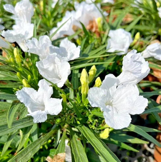 White Mexican Petunia - 10 Rooted Plants, Drought & Wet Soil Tolerant, Full Sun to Shade, Fast Spreading, Pond or Garden Plant, Zones 7-11