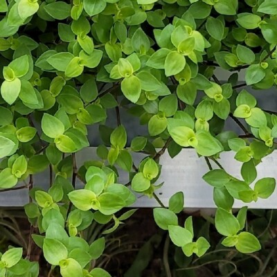 Tradescantia Bolivian Starter Plant, Rooted Cutting, Purple-Green Foliage, Trailing Houseplant, Pet-Friendly