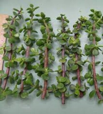 11 Elephant Bush Dwarf Jade Cuttings, Portulacaria Afra, Green/Red Stem, Unrooted 7-12", Succulent Plant for Propagation, Easy Care