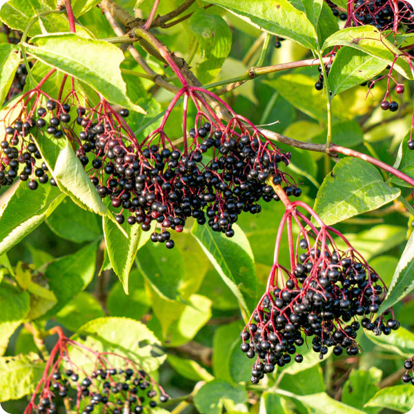 100 Black Elderberry Seeds | Sambucus nigra | Non-GMO Elderberry Bush Seeds for Hedgerows, Landscapes & Wildlife Gardens