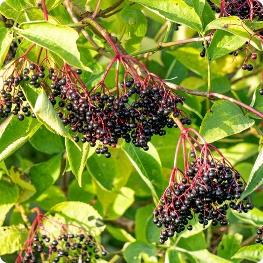 100 Black Elderberry Seeds | Sambucus nigra | Non-GMO Elderberry Bush Seeds for Hedgerows, Landscapes & Wildlife Gardens