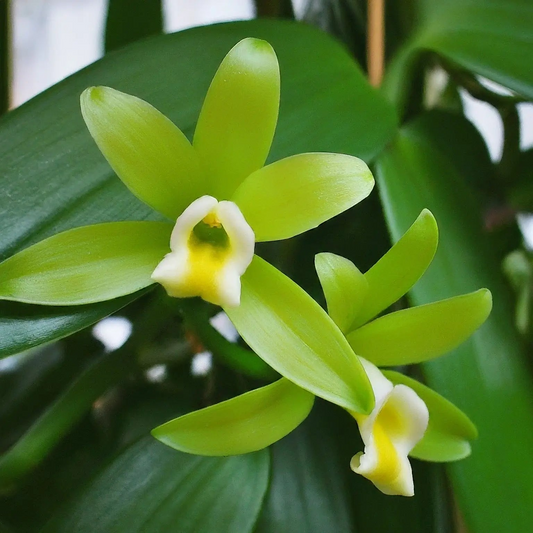 Vanilla Planifolia Cuttings - 12" Fresh Orchid Vine, Grow Your Own Vanilla Beans, Fast-Growing Tropical, Trellis Needed, On Sale Now!