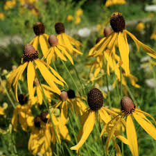 200 Seeds Clasping Coneflower (Echinacea amplexicaulis) - Hardy Perennial Wildflower, Attracts Pollinators, Easy to Grow, Ideal for Gardens