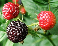 5 Black Hawk Raspberry Plants - Rubus occidentalis | 1–2 Year Old Hardy Live Fruit Plants | Sweet Black Raspberries for Garden