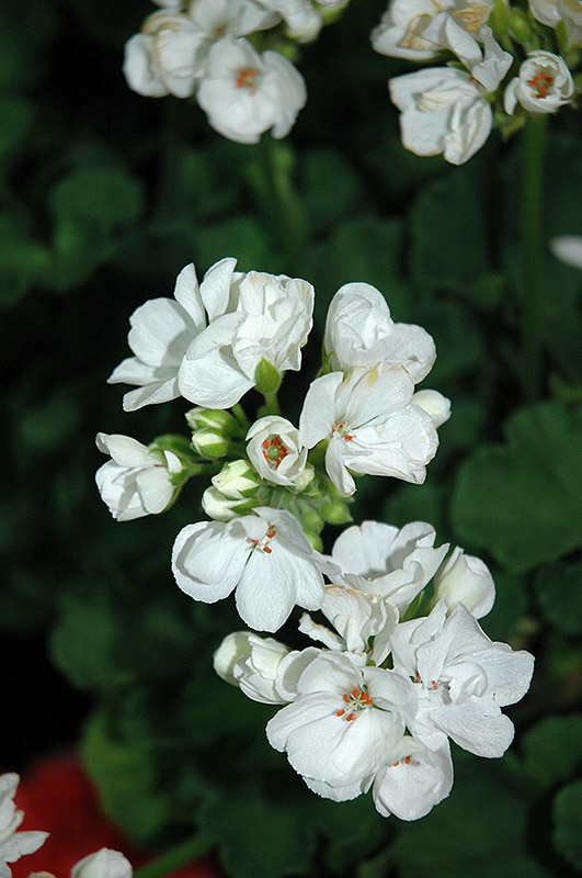 1 Well Rooted Geranium ‘Patriot White’ Live Plant Bright Crystal White Zonal Geranium (Pelargonium) Hardy Flowering Plant for Garden & Pots