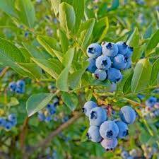 Vaccinium Cuttings - 4 Count - Evergreen Blueberry - Ornamental Shrub