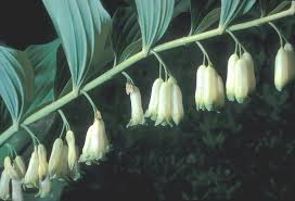10 True Solomon’s Seal Plants - Bare Root Polygonatum biflorum | Shade Perennial | Native Woodland Wildflower