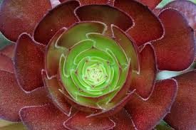 Red Aeonium 'Jack Catlin' Cuttings (12) - 6" Tall Unrooted - Drought-Tolerant Succulent - Indoor/Outdoor