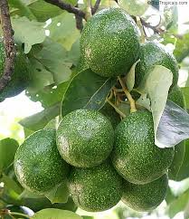 Choquette Avocado Grafting Cuttings, Persea americana, Florida Variety, Large Fruit, USDA Zones 9-11, 3 Live Scions