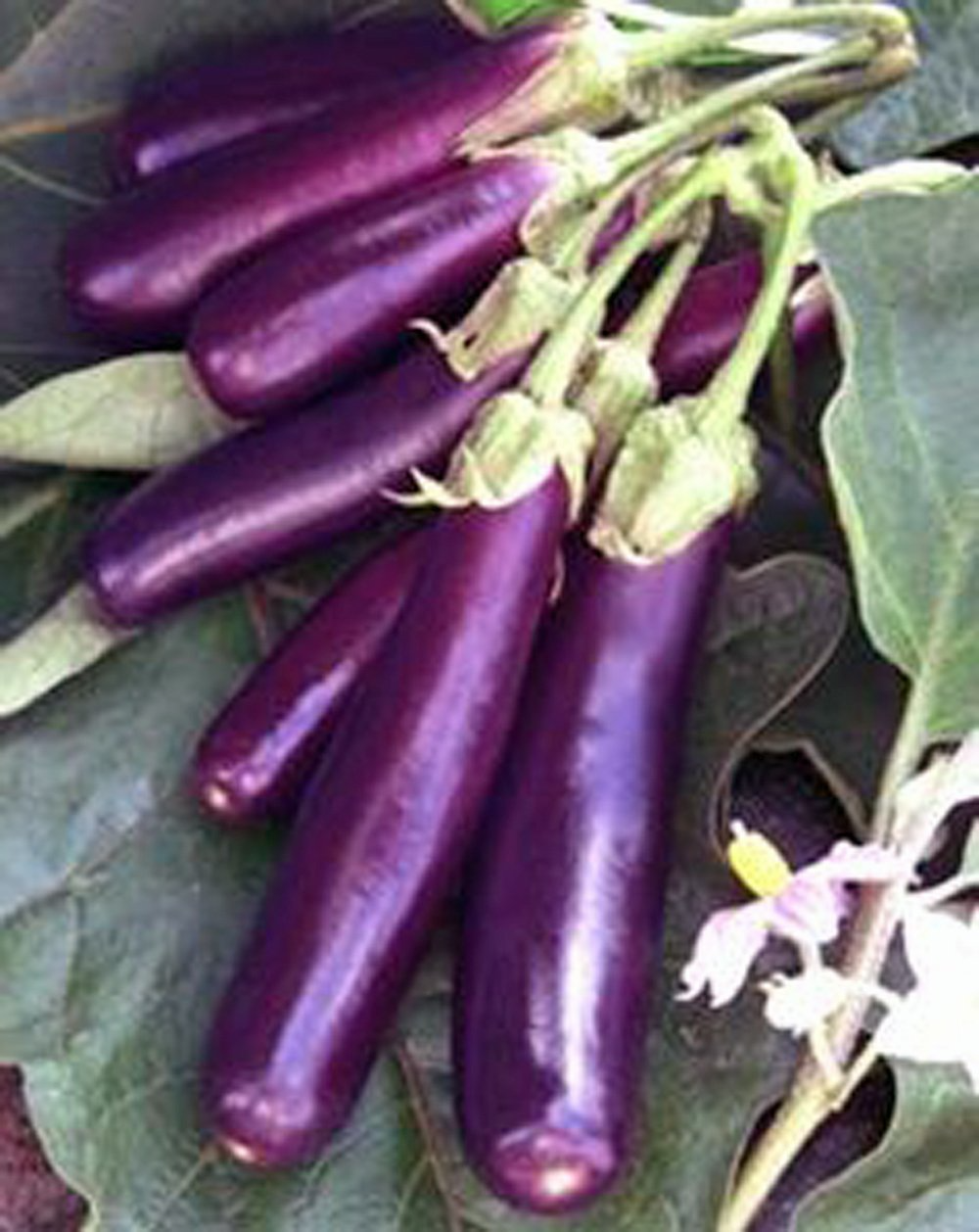 350 Seeds Long Purple Eggplant - Heirloom Non-GMO - High Yield Variety - Easy to Grow - Great for Containers & Gardens