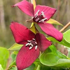3 Red Trillium Plants - Bare Root Trillium erectum | Shade-Loving Perennial Wildflower | Woodland Garden Native