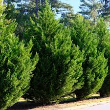5 Leyland Cypress Cuttings - Fast-Growing Privacy Tree | Evergreen Hedge | Landscape Windbreak for Home & Garden